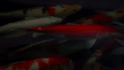 Golden fish or koi fish swiming in water of pond Stock Footage 152863441