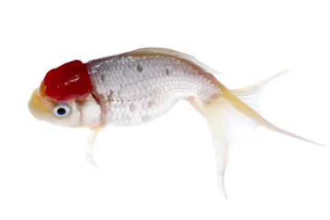 Golden fish Stock Photos