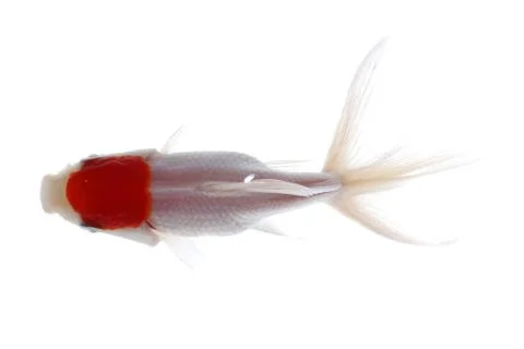  	golden fish Foto stock