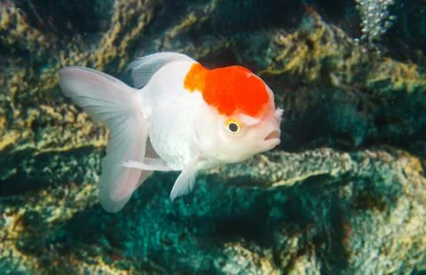 Golden fish Stock Photos