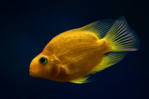 Golden fish Stock Photos