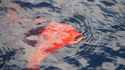 Golden fish in pond Stock Footage 24466448