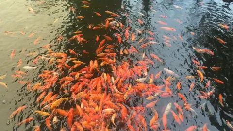 Golden fish in pond 库存影片 71528599