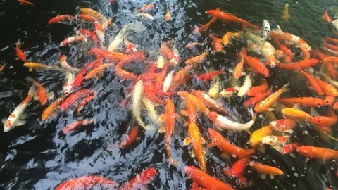 Golden fish in pond 库存影片 71530817