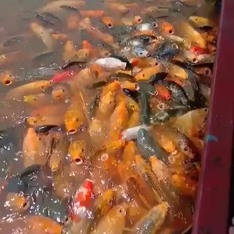 Golden Fish Pool Vidéo 232968318