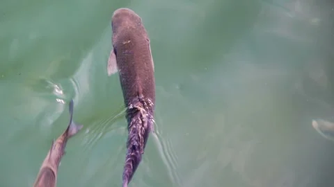 Golden flathead mullet fish close up slow motion Stock Footage 279158360