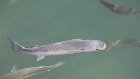 Golden flathead mullet fish close up slow motion Stock Footage 279158474