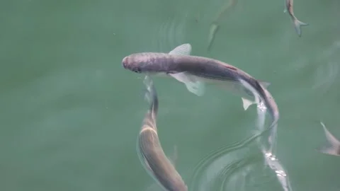 Golden flathead mullet fish close up slow motion Stock Footage 279158497