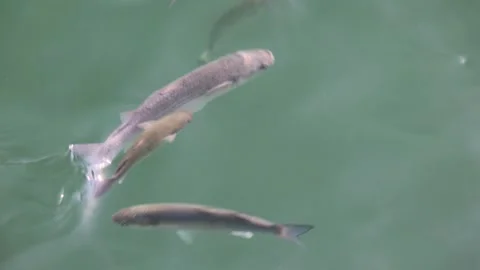 Golden flathead mullet fish close up slow motion Stock Footage 279160419