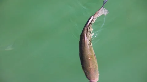 Golden flathead mullet fish close up slow motion Stock Footage 279160968