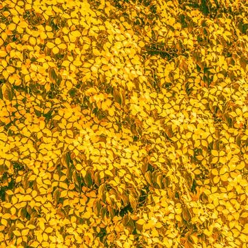 Golden floral pattern inspired by Cornus kousa blossoms Stock Photos