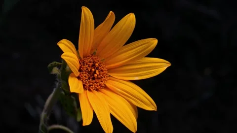 Golden Flower with Dark Background. Stock Footage 307265140