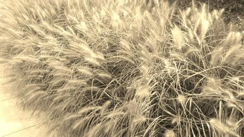 Golden Fluff Stock Photos