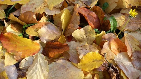 Golden foliage in autumn sunny forest zoom out. Stock Footage