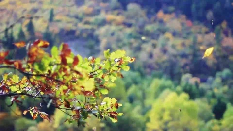 Golden Foliage Drifting Over Green Valley Stock Footage 346196689
