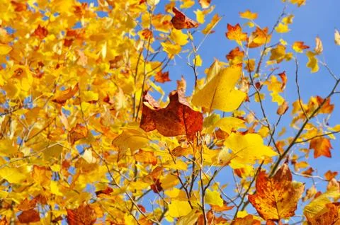 Golden foliage of maple Stock Photos