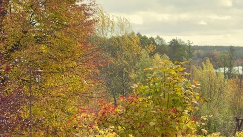Golden Forest in Fall, Concept of warmth and natural abundance Stock-Footage 341864190