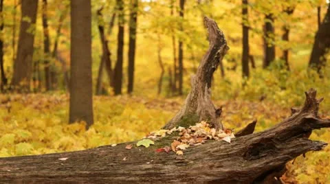 Golden Forest Fallen Log with leaves Stock Footage 12245828