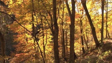 Golden forest Stock Footage 74089434