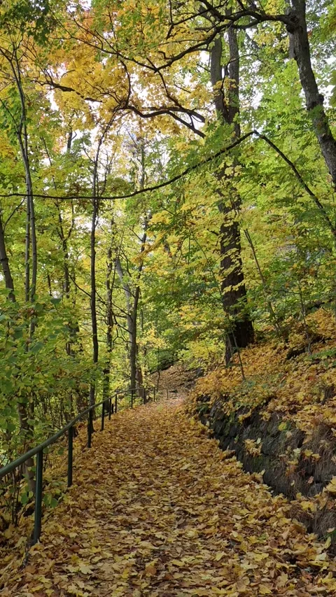 Golden forest Stock Footage 320338896
