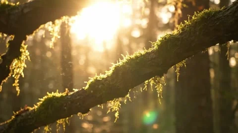 Golden Forest Glow: Sunlight Filtering Through Mossy Branches Stock Footage 313246340
