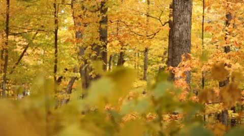 Golden Forest Leaves Falling Rack Focus Stock Footage 12245558