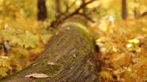Golden Forest Log Rack Focus Stock Footage 12245739