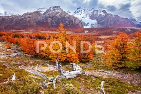 Golden forest in Patagonia Stock Photos