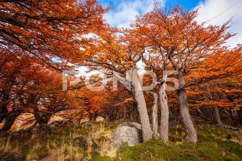 Golden forest in Patagonia Stock Photos