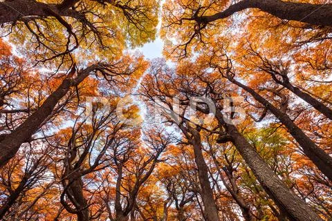 Golden forest in Patagonia Stock Photos