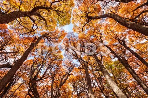 Golden forest in Patagonia Stock Photos