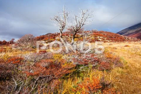 Golden forest in Patagonia Stock Photos