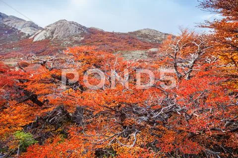 Golden forest in Patagonia Stock Photos