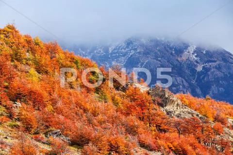 Golden forest in Patagonia Stock Photos