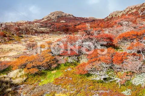Golden forest in Patagonia Stock Photos