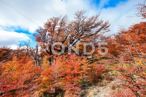 Golden forest in Patagonia Stock Photos