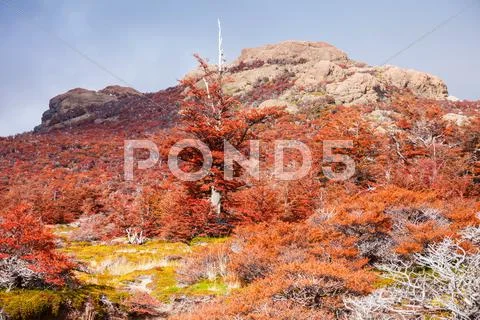Golden forest in Patagonia Stock Photos