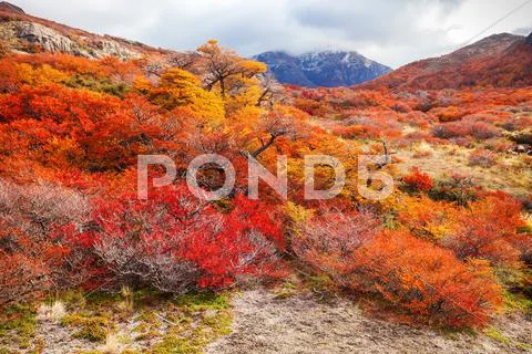 Golden forest in Patagonia Stock Photos