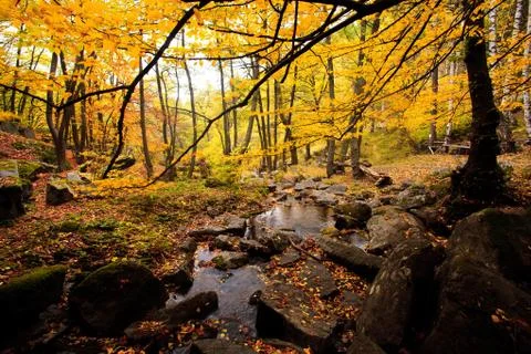 Golden forest Stock Photos