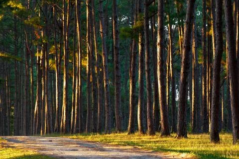 Golden forest Stock Photos