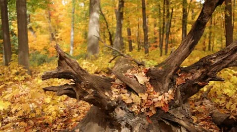 Golden Forest Rack Focus Fallen Log with Roots Stock Footage 12243639