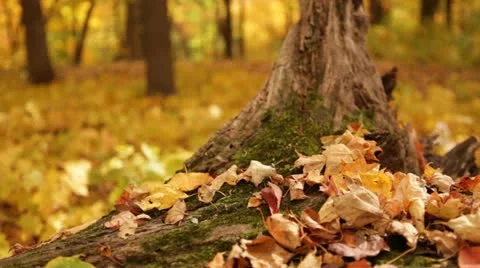 Golden Forest Rack Focus Fallen Log Stock Footage 12245808