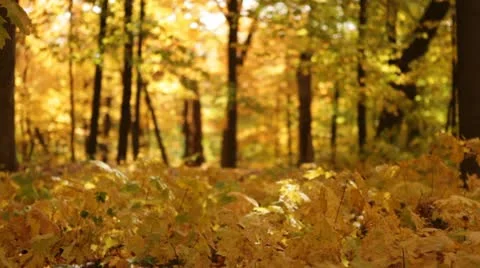 Golden Forest Rack Focus Leaves and Trees Stock Footage 12243552