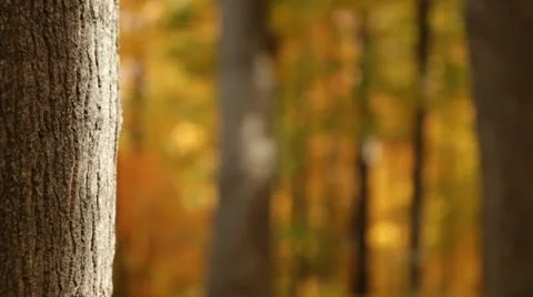 Golden Forest Rack Focus Tree Trunk Stock Footage 12245707