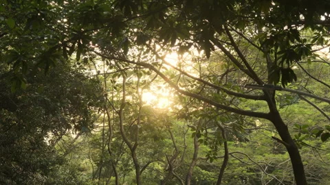 Golden Forest Retreat: Sun Rays Piercing Through Tree Canopy, Ethereal Scene 스톡 동영상 320031075