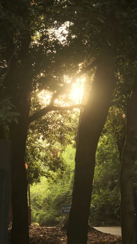 Golden Forest Retreat: Sun Rays Piercing Through Tree Canopy, Ethereal Scene Stock-Footage 320032226