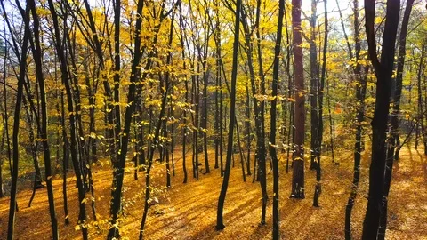 Golden forest trail covered by the fallen leaves in autumn. Aerial view. Vidéo 81616445