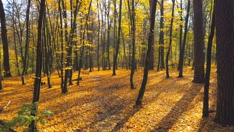 Golden forest trail covered by the fallen leaves in autumn. Vidéo 81616982