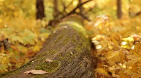 Golden Forest Tree Trunk, shallow focus Stock Footage 12243640