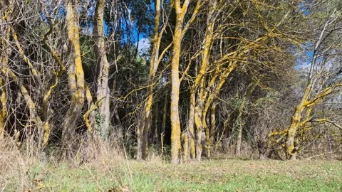Golden forest trees covered with moss under clear autumn sunlight Video stock 319573052